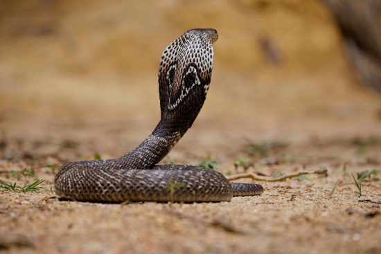 Cobra Handler Dies After Bite in the Middle of a Street in India