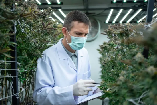 Trump analiza regular la marihuana