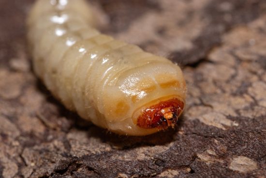 México y EEUU fortalecen estrategia