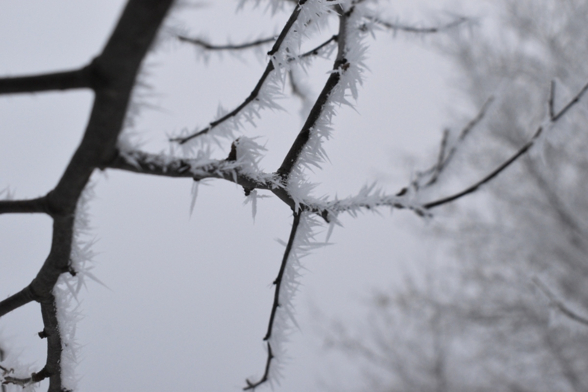 Tormenta invernal activa alertas, Winter Storm Triggers Multiple Alerts in the US