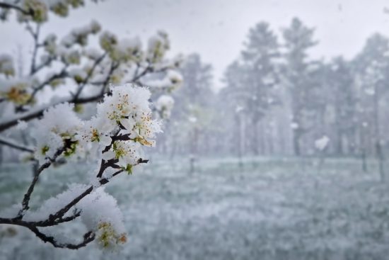 Giro invernal en California