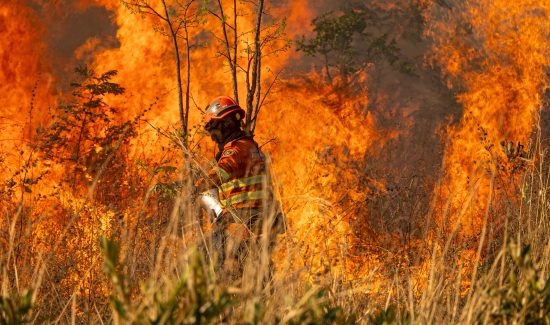 incendio, forestal, everglades