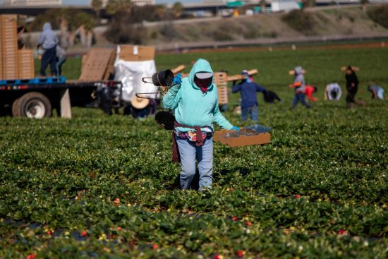 Reglas H-2A reducen salarios agrícolas