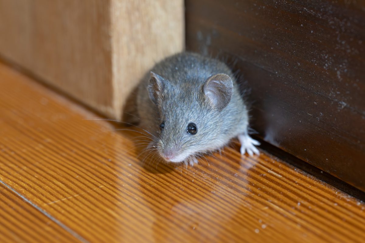 ratones, hantavirus, crucero, enfermedad, hantavirus outbreak cruise ship